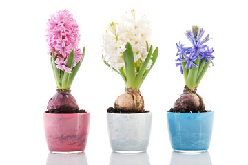 Colorful row hyacinths