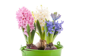 Pink blue and white hyacinths in green bucket