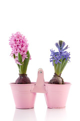Pink and blue Hyacinth