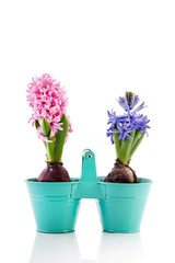Pink and blue Hyacinth