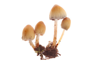 Toadstool fungi