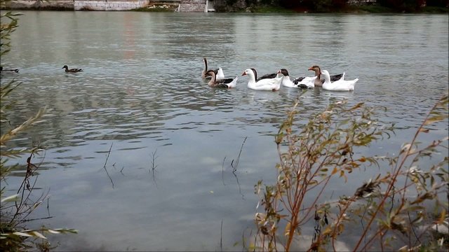 Anatre e oche nel fiume Brenta
