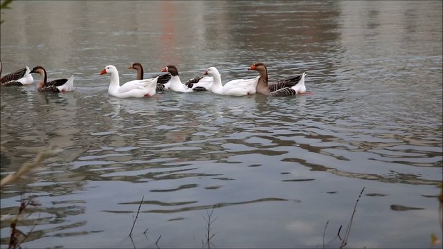 Anatre e oche nel fiume Brenta