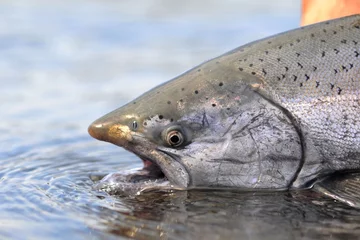 Photo sur Plexiglas Pêcher Saumon royal pêché en pêchant