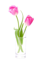 Pink tulips bouquet in vase isolated on white background