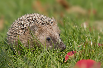 Igel im Herbst