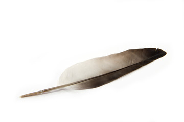 Single feather
