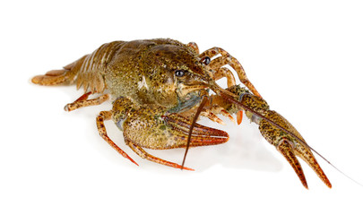 green crawfish isolated on white close-up