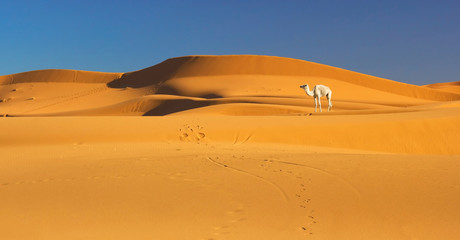 Fototapeta na wymiar Camel na Saharze, Maroko