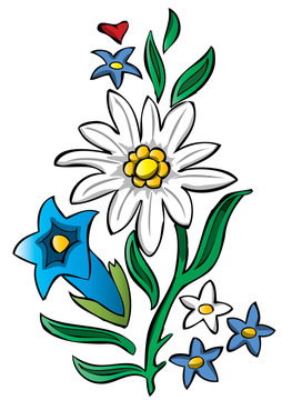 edelweiss floral alpine design