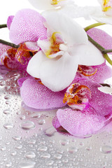 belles orchidées roses et blanches avec des gouttes