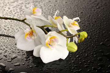 white beautiful orchid with drops on grey background