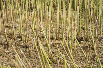 Obraz premium Stubble