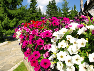 Large flower summer garden