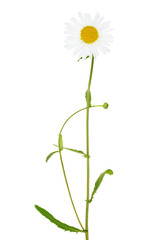 white chamomile flower on green stem