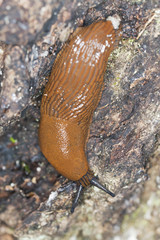 Spanish or red slug, arion vulgaris, macro photo