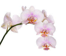 Fototapeta na wymiar spotted light pink isolated branch of orchids