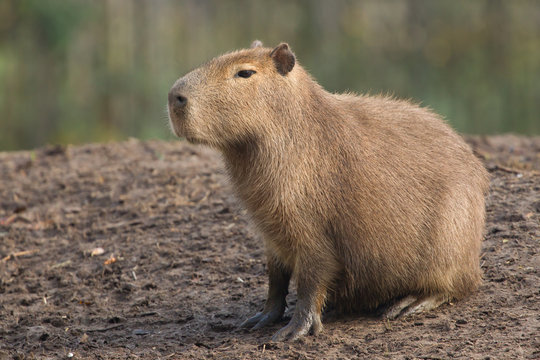 Capybara (Hydrochoerus hydrochaeris) resting