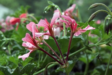 pink flowers of geranium in rain