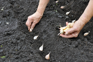 Senior woman planting garlic