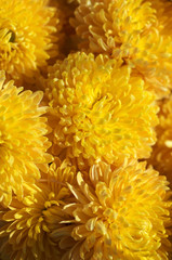 Chrysanthemums close-up
