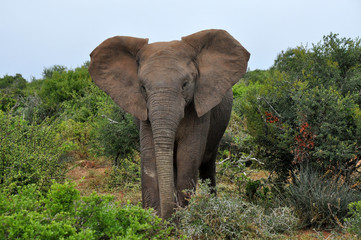 Majestic elephant walking towards me