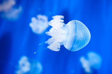 Beautiful white jellyfish in the aquarium on blue background.