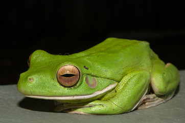 クツワアメガエルの全身
