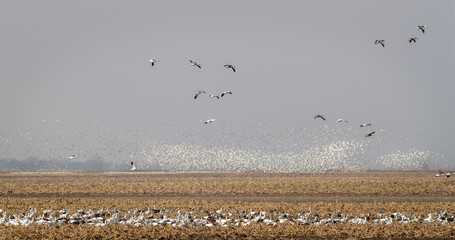 Snow Goose Migration