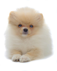 Obraz premium Portrait of laying puppy of pomeranian spitz