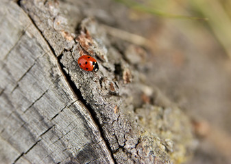 Ladybird crawling to somewhere