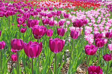 Purple and pink tulips