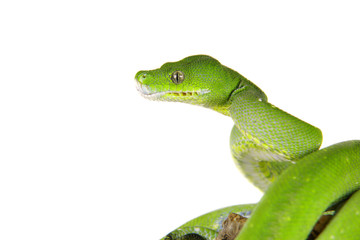 Fototapeta premium Python, Baumpython,Morelia viridis