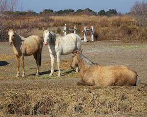 Chevaux camarguais