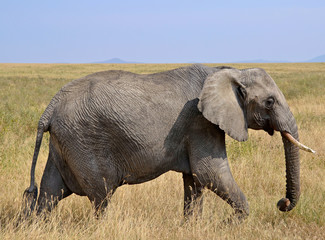 Naklejka na ściany i meble Kobieta Walking Elephant w suchej trawie