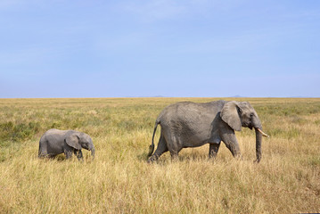 Fototapeta premium Baby Elephant with Mother Walking on Safari
