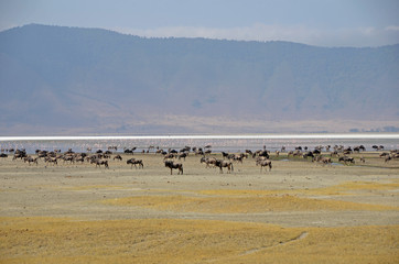 Fototapeta na wymiar Krater Ngorongoro - stada gnu i flamingów
