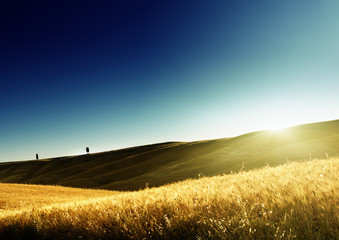 field of barley in Tuscany, Italy