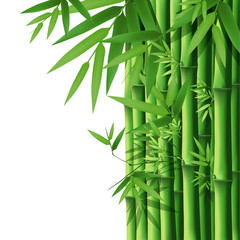 Bamboo, vector illustration