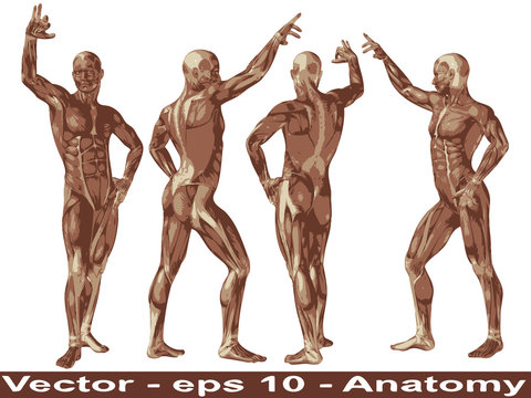 Vector conceptual human anatomy body with muscle