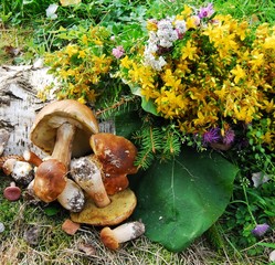 грибы лежат на коре с букетом зверобоя