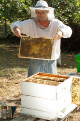 Beekeeper working in his apiary
