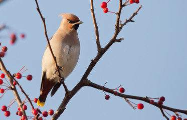 Bohemian Waxwing perched on a twig with berries