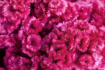 Close up of traditional Mexican purple flower