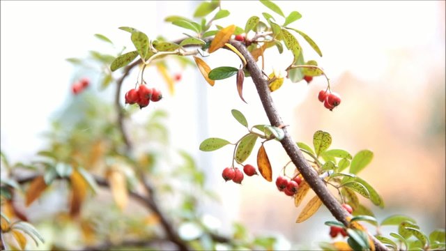 Red berries