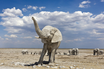 elephant namibia trunk