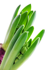 Fototapeta premium hyacinths, isolated