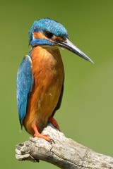 Kingfisher