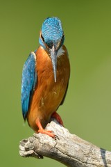 Kingfisher
