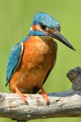 Kingfisher